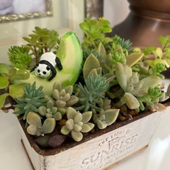 アンティーク缶多肉寄せ植え　ホワイトの画像