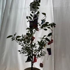 観葉植物　ぶんたんの画像