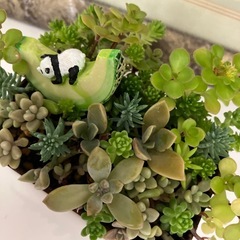 アンティーク缶多肉寄せ植え　ホワイトの画像