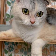 ブリーダー飼育放棄より保護したスコティッシュフォールド