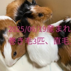 モルモット
