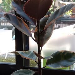ゴムの木(1鉢)の画像