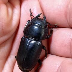 【交渉中】【爆産セット】ダイオウヒラタクワガタ ♂♀♀トリオ販売④ 2025の画像