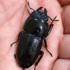 【交渉中】【爆産セット】ダイオウヒラタクワガタ ♂♀♀トリオ販売④ 2025の画像
