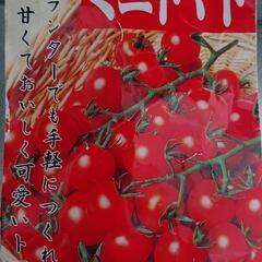 ミニトマト苗 植木鉢付きの画像