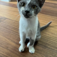 飼い主さんを募集しています！