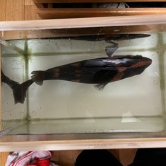 ダトニオプラスワン 35cmの画像