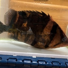 ダトニオプラスワン 35cmの画像