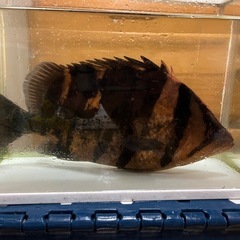 ダトニオプラスワン 35cmの画像
