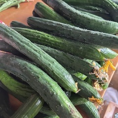 【7/17受渡し限定】朝採りキュウリ差し上げますの画像
