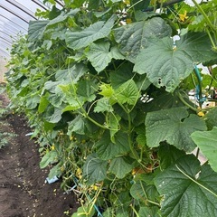 【7/17受渡し限定】朝採りキュウリ差し上げますの画像