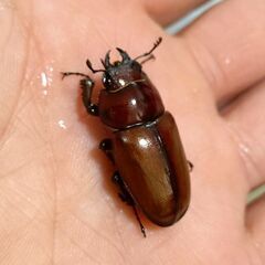 【離島種 美麗ノコ】オキノエラブノコギリクワガタ ペア販売② 2025の画像