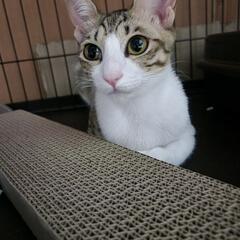 美男子ちょっと薄めのキジ君