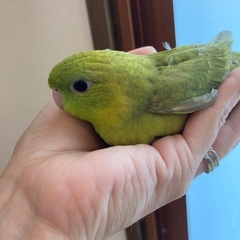 サザナミインコ（スパングル系）３号