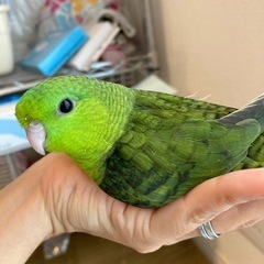サザナミインコ（グリーン）２号