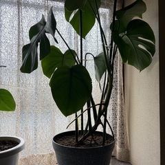 #モンステラ#観葉植物#植木#木本の画像