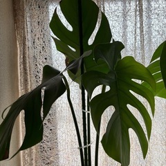 #モンステラ#観葉植物#植木#木本の画像