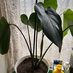 #モンステラ#観葉植物#植木#木本の画像