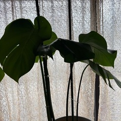 #モンステラ#観葉植物#植木#木本の画像