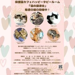 毎週日曜日開催　動物病院の保護猫譲渡会