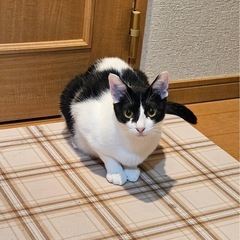 遊ぶの大好きなすずちゃん❣️ - 千葉市