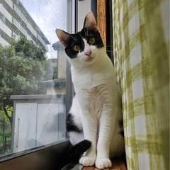 遊ぶの大好きなすずちゃん❣️ - 猫