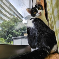遊ぶの大好きなすずちゃん❣️ - 里親募集