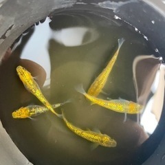 夜桜ゴールド　生体　5匹の画像
