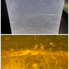 🌸豪華3点セット🌸人気メダカ10品種MIX50匹（稚魚〜若魚）＆ミジンコ＆ゾウリムシの画像