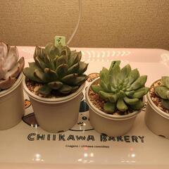 受け渡し決まりました。多肉植物おらいさん苗含む4種セットの画像