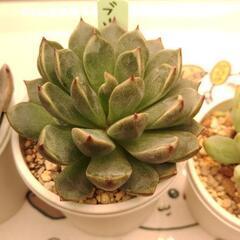 受け渡し決まりました。多肉植物おらいさん苗含む4種セットの画像