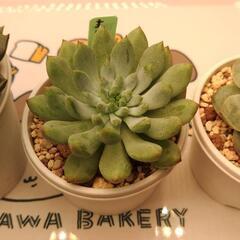 受け渡し決まりました。多肉植物おらいさん苗含む4種セットの画像
