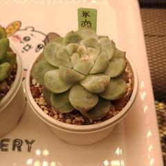 受け渡し決まりました。多肉植物おらいさん苗含む4種セットの画像