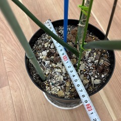超貴重種　観葉植物　フィロデンドロン・トリパルティツムの画像