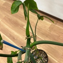 超貴重種　観葉植物　フィロデンドロン・トリパルティツムの画像