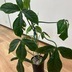 ランキングキーワードに紐づく投稿画像-観葉植物