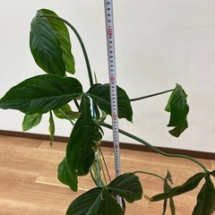 超貴重種　観葉植物　フィロデンドロン・トリパルティツムの画像