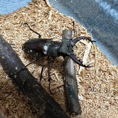 ミヤマクワガタの画像
