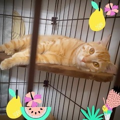 クランくん♂推定一歳穏やかな大変良い子です🥰