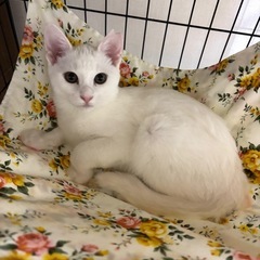 控えめな白仔猫ちゃん⭐️3カ月半