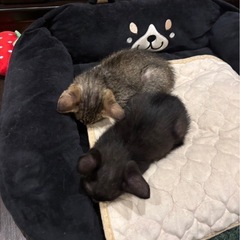 5月17日産まれ人なつっこいお利口さんです❤️