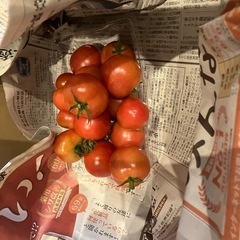 無料！！トマトの画像