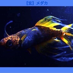 🅿️Ｓ🅱️4,000ml=⑴本【⒋ℓ】全ての淡水魚に針子.稚魚.幼魚.若魚.成魚.=ぐんぐん=SUPER bacteria.in PSB.No2752の画像