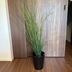 ランキングキーワードに紐づく投稿画像-観葉植物