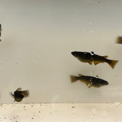サタン10匹　メダカ稚魚〜幼魚 の画像