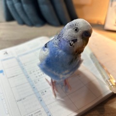 セキセイインコ　里親募集