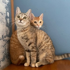 【募集中】双子猫　3才　茶トラ♂、キジトラ♀
