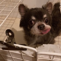 チワワ　オス　ブリーダー引退犬