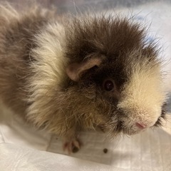 懐っこいモルモット