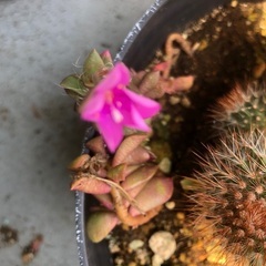 多肉植物 緑と赤のグラデーション 中型の画像